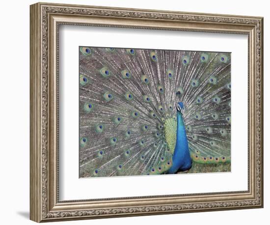 Peacock Displaying Feathers, Venezuela-Stuart Westmoreland-Framed Photographic Print