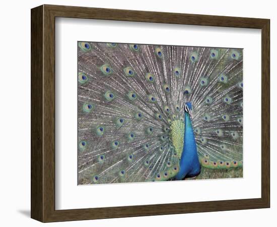 Peacock Displaying Feathers, Venezuela-Stuart Westmoreland-Framed Photographic Print