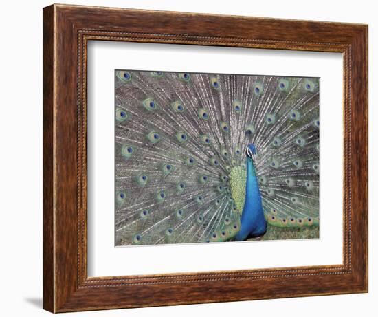 Peacock Displaying Feathers, Venezuela-Stuart Westmoreland-Framed Photographic Print