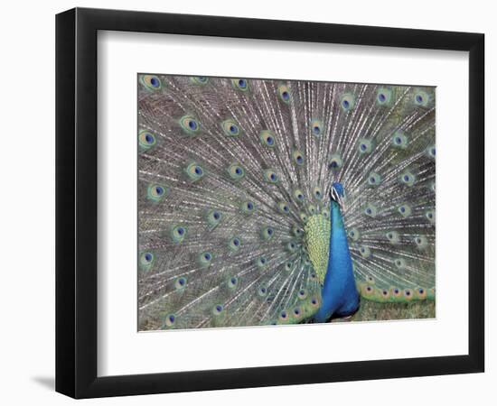 Peacock Displaying Feathers, Venezuela-Stuart Westmoreland-Framed Photographic Print