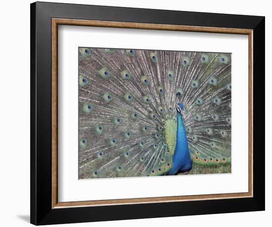 Peacock Displaying Feathers, Venezuela-Stuart Westmoreland-Framed Photographic Print