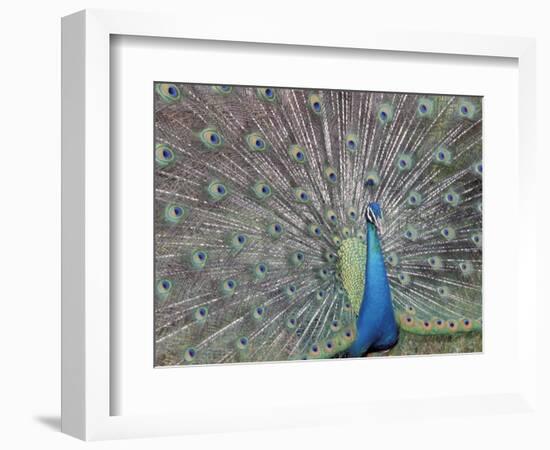 Peacock Displaying Feathers, Venezuela-Stuart Westmoreland-Framed Photographic Print