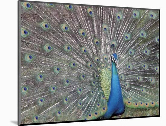Peacock Displaying Feathers, Venezuela-Stuart Westmoreland-Mounted Photographic Print