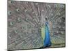 Peacock Displaying Feathers, Venezuela-Stuart Westmoreland-Mounted Photographic Print