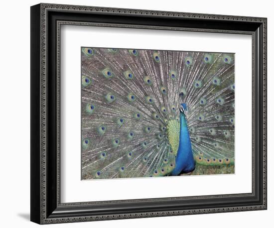 Peacock Displaying Feathers, Venezuela-Stuart Westmoreland-Framed Photographic Print