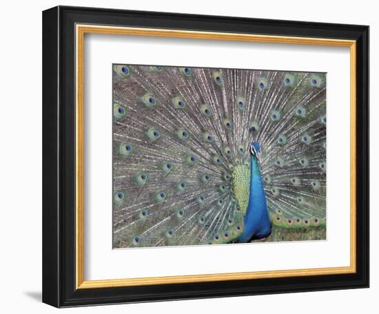 Peacock Displaying Feathers, Venezuela-Stuart Westmoreland-Framed Photographic Print