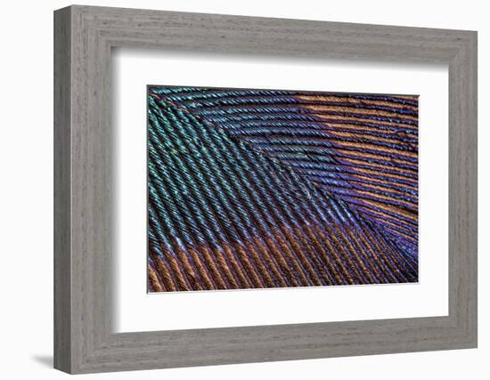 Peacock feather close up showing iridescence (10x)-Paul Harcourt Davies-Framed Photographic Print