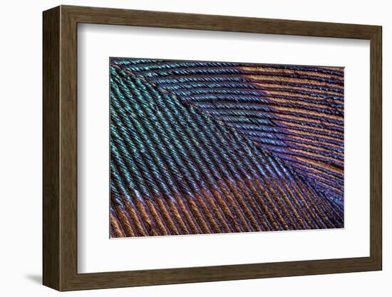 Peacock feather close up showing iridescence (10x)-Paul Harcourt Davies-Framed Photographic Print