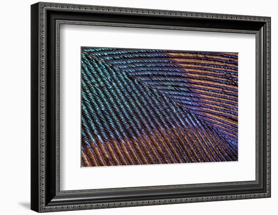 Peacock feather close up showing iridescence (10x)-Paul Harcourt Davies-Framed Photographic Print