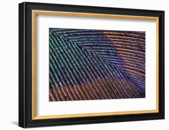 Peacock feather close up showing iridescence (10x)-Paul Harcourt Davies-Framed Photographic Print