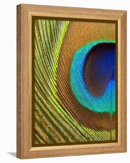 Peacock Feather-Tom Grill-Framed Premier Image Canvas