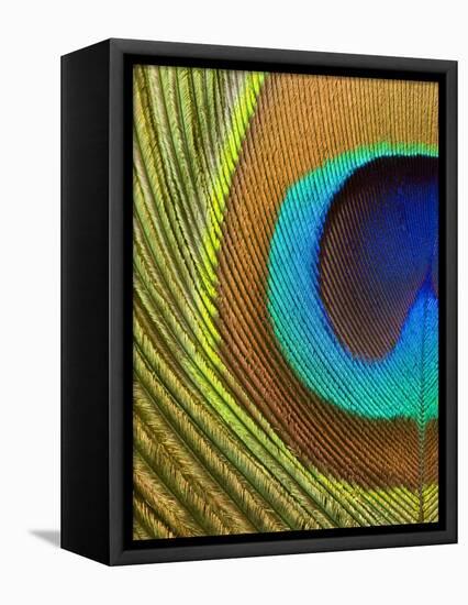 Peacock Feather-Tom Grill-Framed Premier Image Canvas