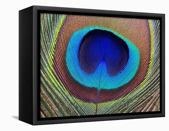 Peacock Feather-Tom Grill-Framed Premier Image Canvas