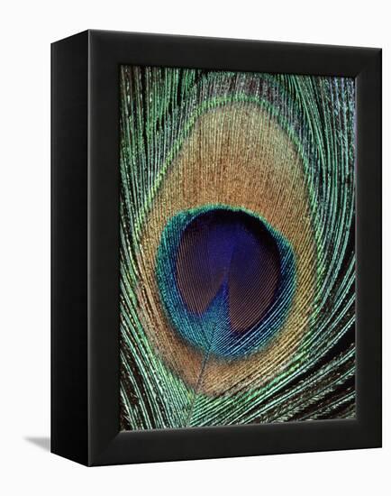 Peacock Feather-null-Framed Premier Image Canvas