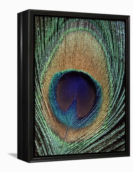 Peacock Feather-null-Framed Premier Image Canvas