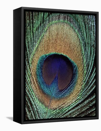 Peacock Feather-null-Framed Premier Image Canvas