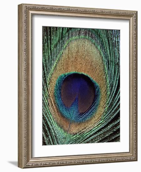 Peacock Feather-null-Framed Photographic Print