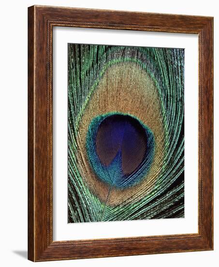 Peacock Feather-null-Framed Photographic Print