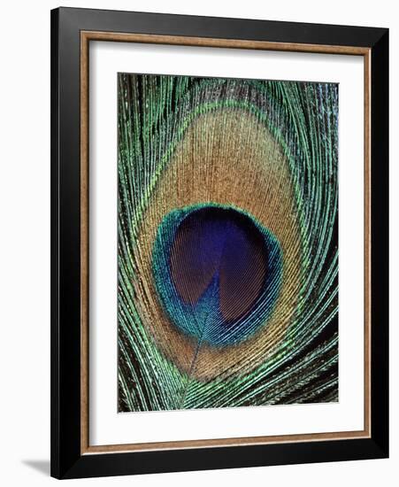 Peacock Feather-null-Framed Photographic Print