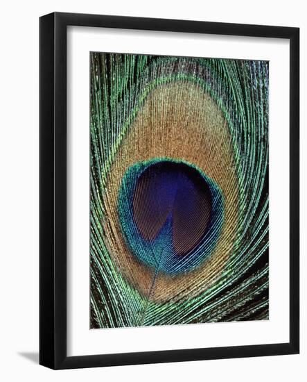 Peacock Feather-null-Framed Photographic Print