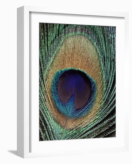 Peacock Feather-null-Framed Photographic Print