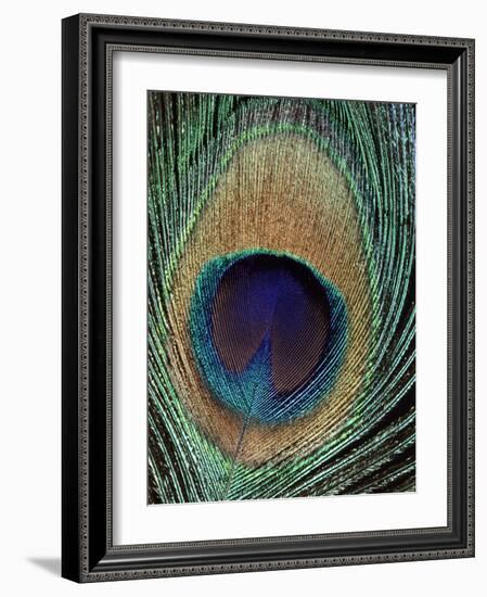 Peacock Feather-null-Framed Photographic Print