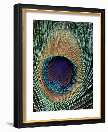 Peacock Feather-null-Framed Photographic Print