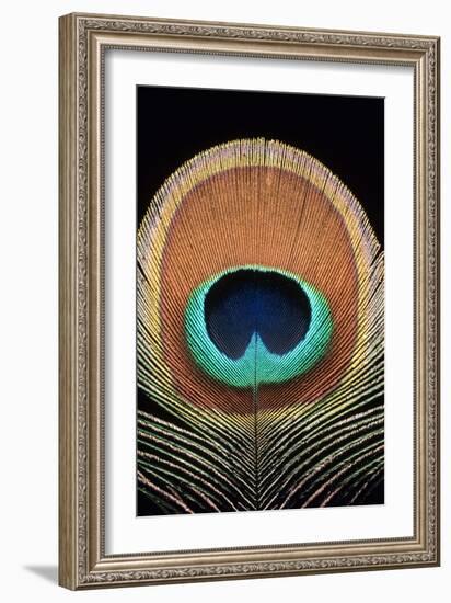 Peacock Feather-Dr. Morley Read-Framed Photographic Print