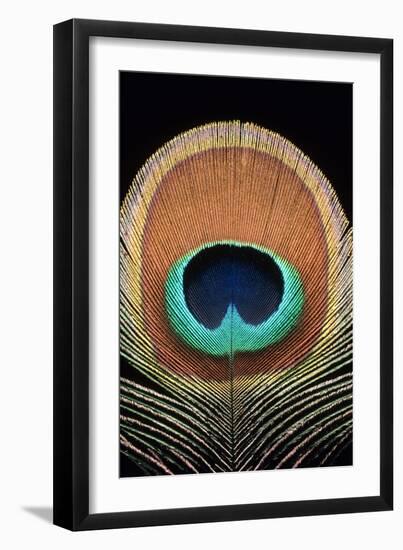 Peacock Feather-Dr. Morley Read-Framed Photographic Print