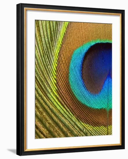 Peacock Feather-Tom Grill-Framed Photographic Print