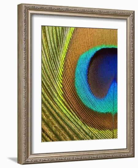 Peacock Feather-Tom Grill-Framed Photographic Print