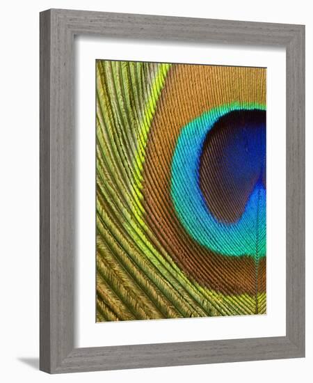 Peacock Feather-Tom Grill-Framed Photographic Print