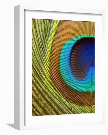 Peacock Feather-Tom Grill-Framed Photographic Print