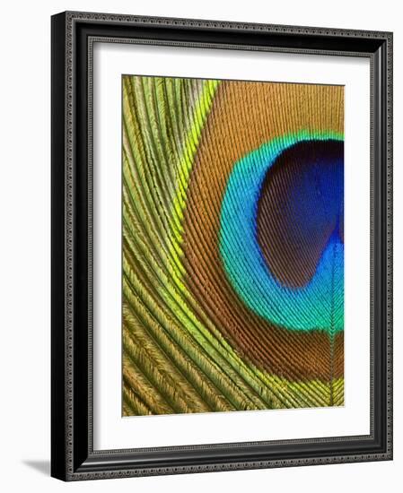 Peacock Feather-Tom Grill-Framed Photographic Print