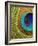 Peacock Feather-Tom Grill-Framed Photographic Print