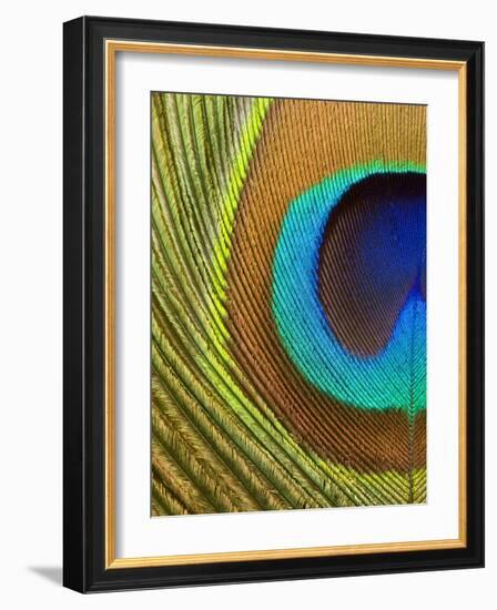 Peacock Feather-Tom Grill-Framed Photographic Print