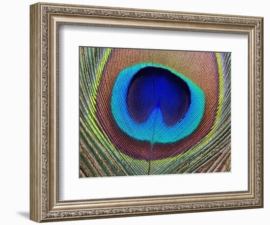 Peacock Feather-Tom Grill-Framed Photographic Print