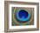 Peacock Feather-Tom Grill-Framed Photographic Print