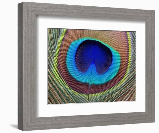 Peacock Feather-Tom Grill-Framed Photographic Print