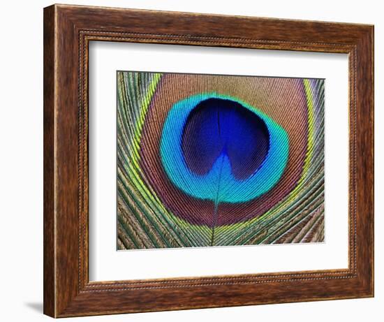 Peacock Feather-Tom Grill-Framed Photographic Print