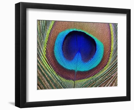 Peacock Feather-Tom Grill-Framed Photographic Print