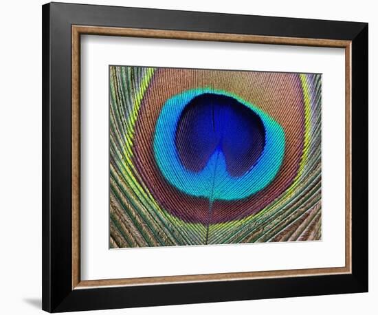 Peacock Feather-Tom Grill-Framed Photographic Print