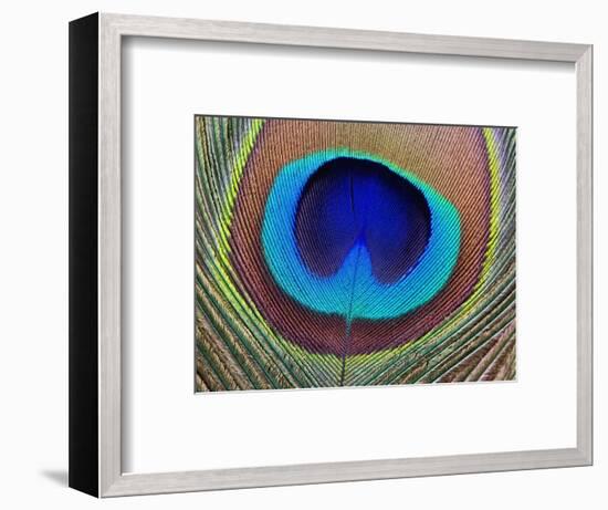 Peacock Feather-Tom Grill-Framed Photographic Print