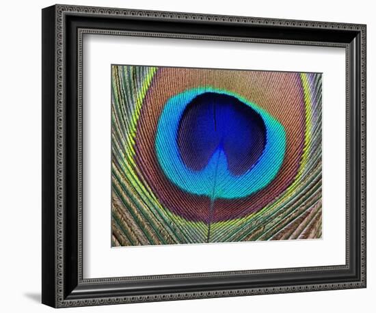 Peacock Feather-Tom Grill-Framed Photographic Print