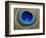Peacock Feather-Tom Grill-Framed Photographic Print