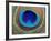 Peacock Feather-Tom Grill-Framed Photographic Print