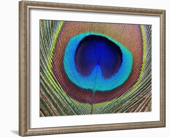 Peacock Feather-Tom Grill-Framed Photographic Print