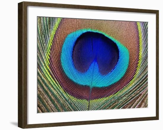 Peacock Feather-Tom Grill-Framed Photographic Print