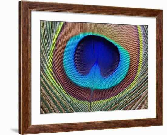 Peacock Feather-Tom Grill-Framed Photographic Print