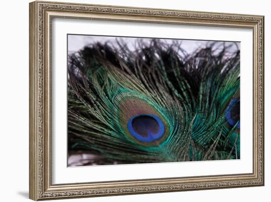 Peacock Feathers 2-Erin Berzel-Framed Photographic Print